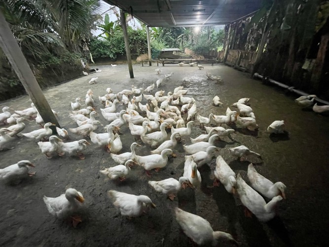 A group of ducks at the duck stop in Phong Nha