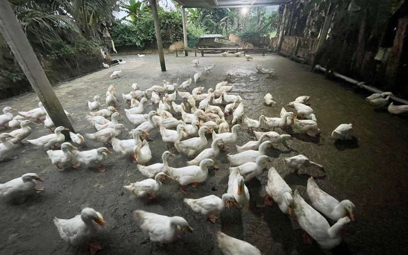A group of ducks at the duck stop in Phong Nha