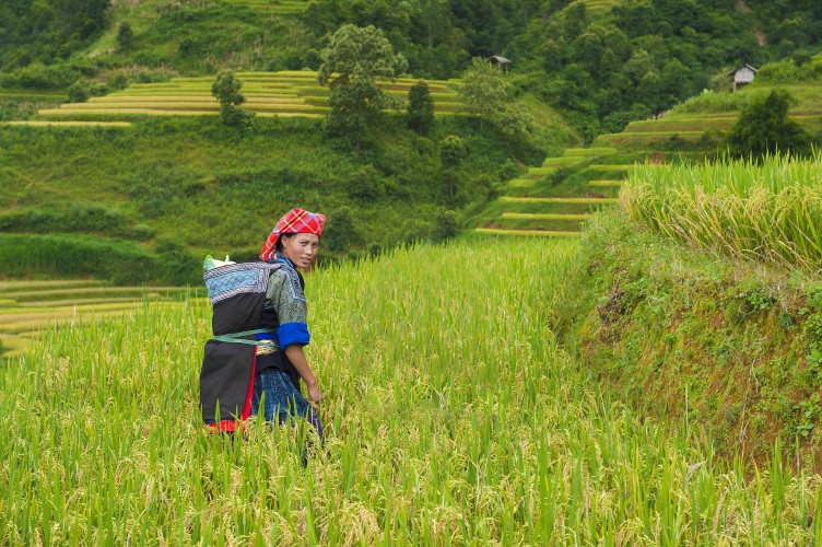 Women in Sapa in rice fields in Spring