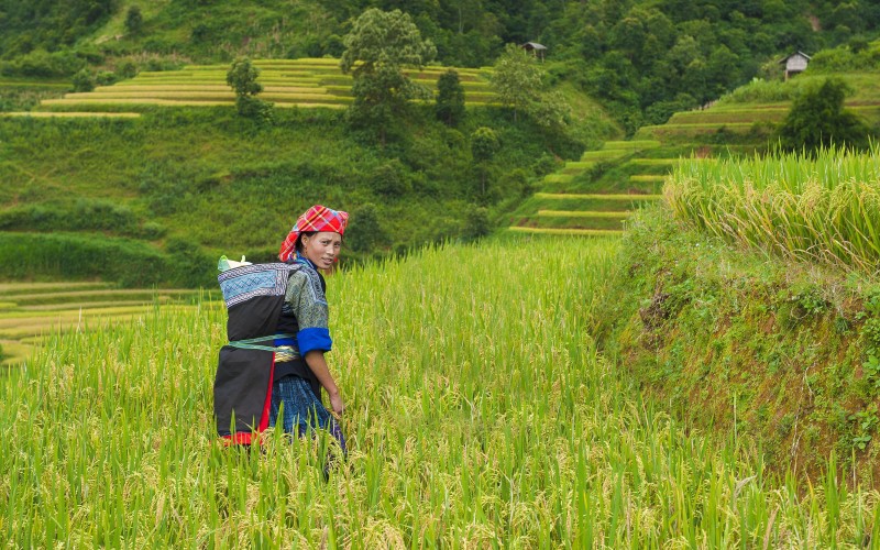 Women in Sapa in rice fields in Spring