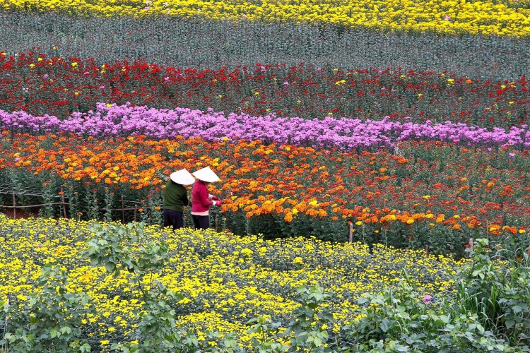Da Lat flowers in bloom with Vietnamese farmers