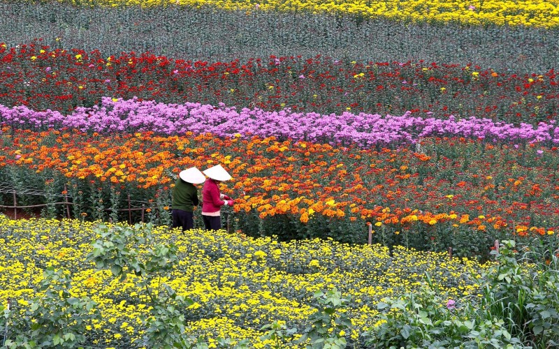 Da Lat flowers in bloom with Vietnamese farmers