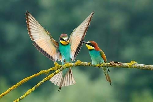 Ultimate Birding Escapes in India