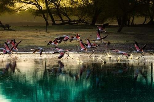 Best Time to Spot wildlife in India
