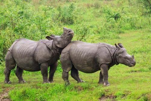 Wildlife of Nepal and Conservation