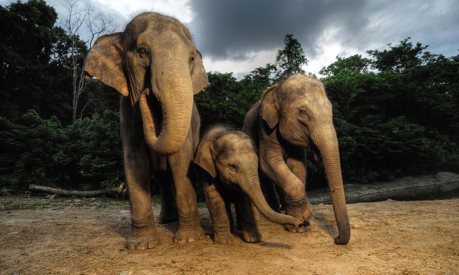 Wildlife Holidays