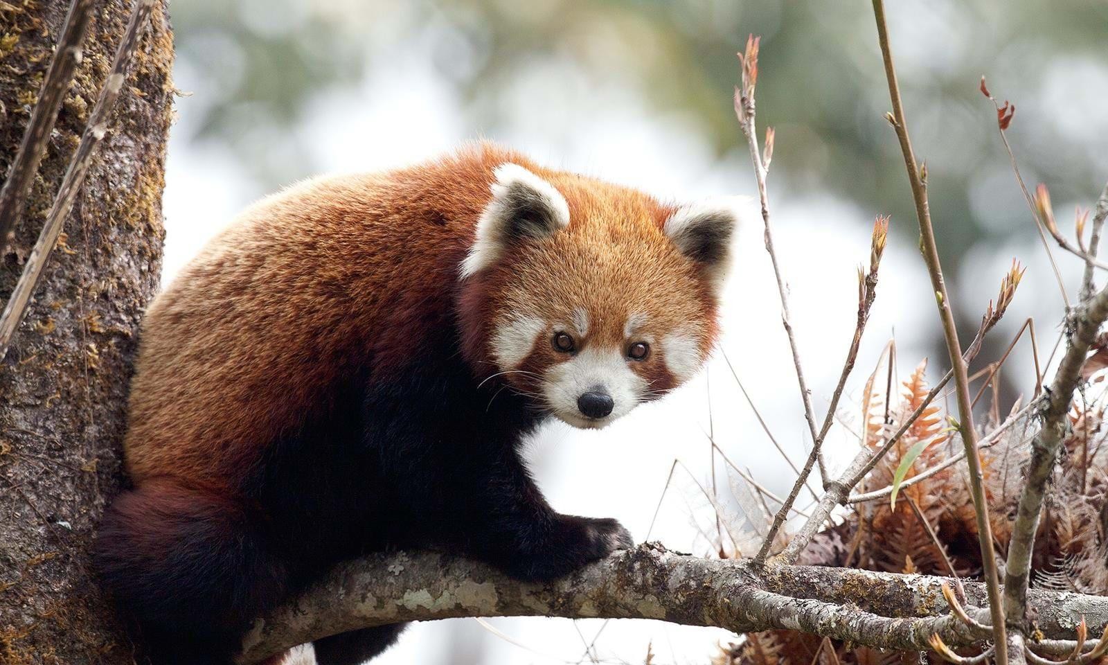 Wildlife and Birding Holidays in Bhutan