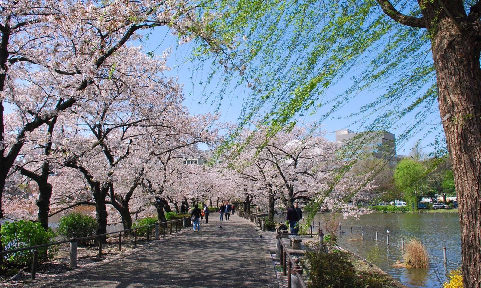 Cultural Holidays in Japan