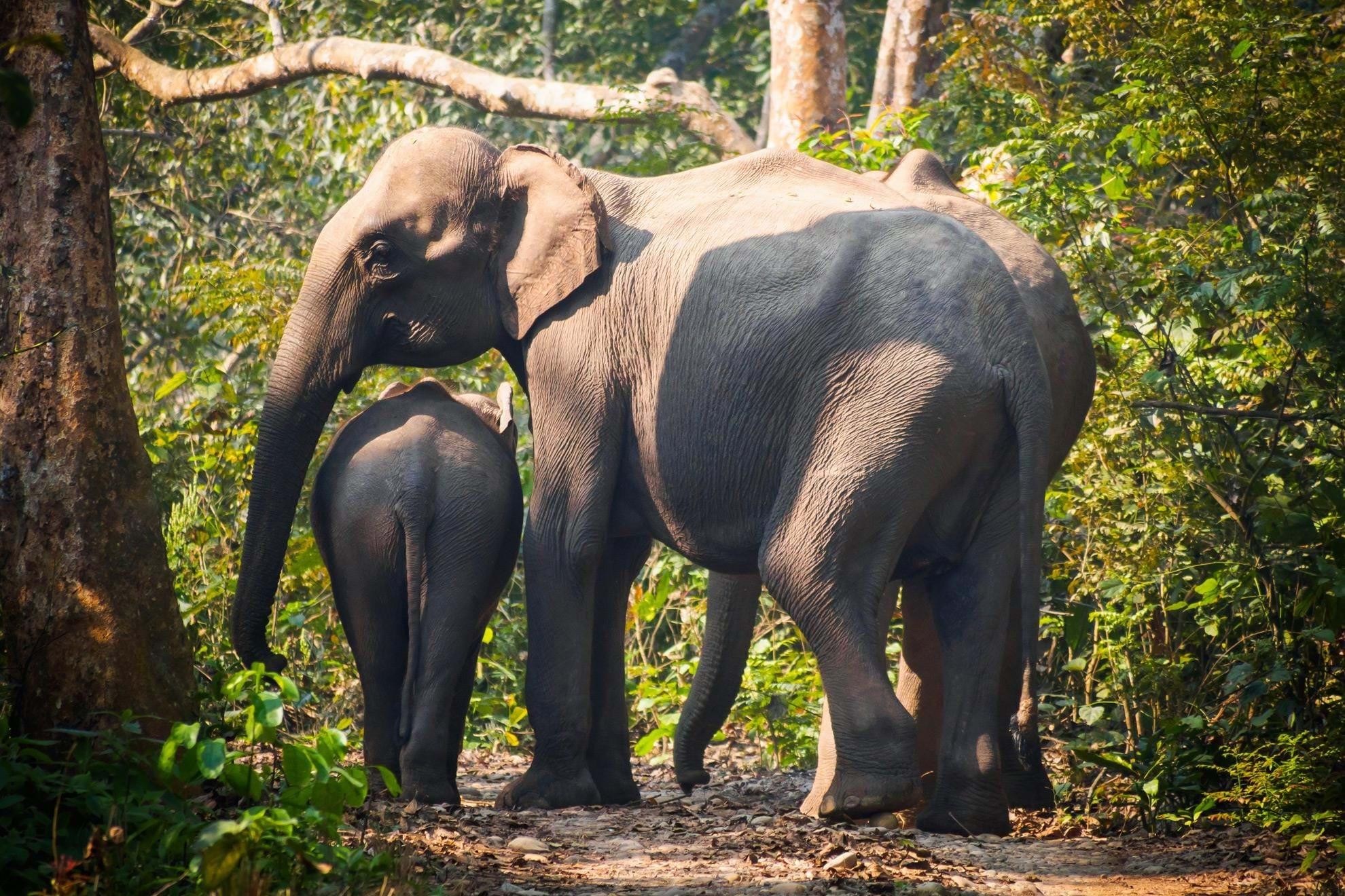 Wildlife Holidays in Nepal