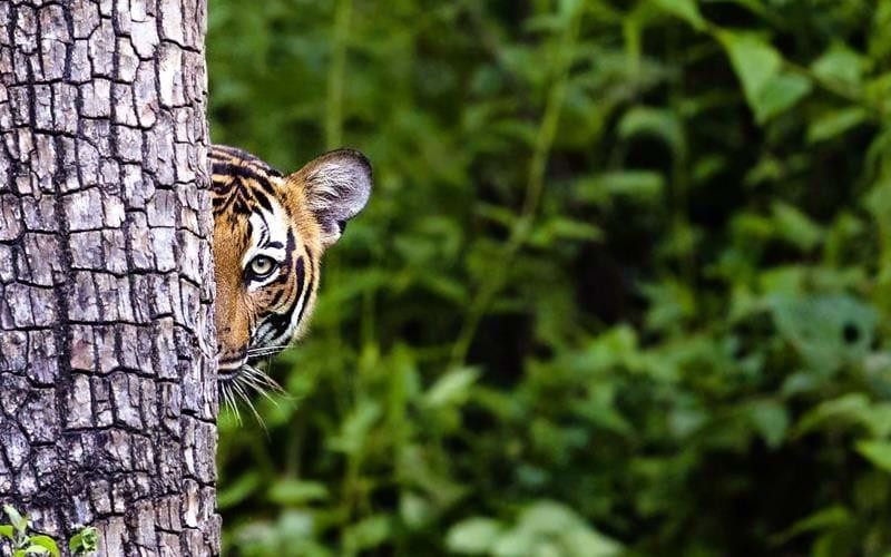 Wildlife Conservation Success Stories of India