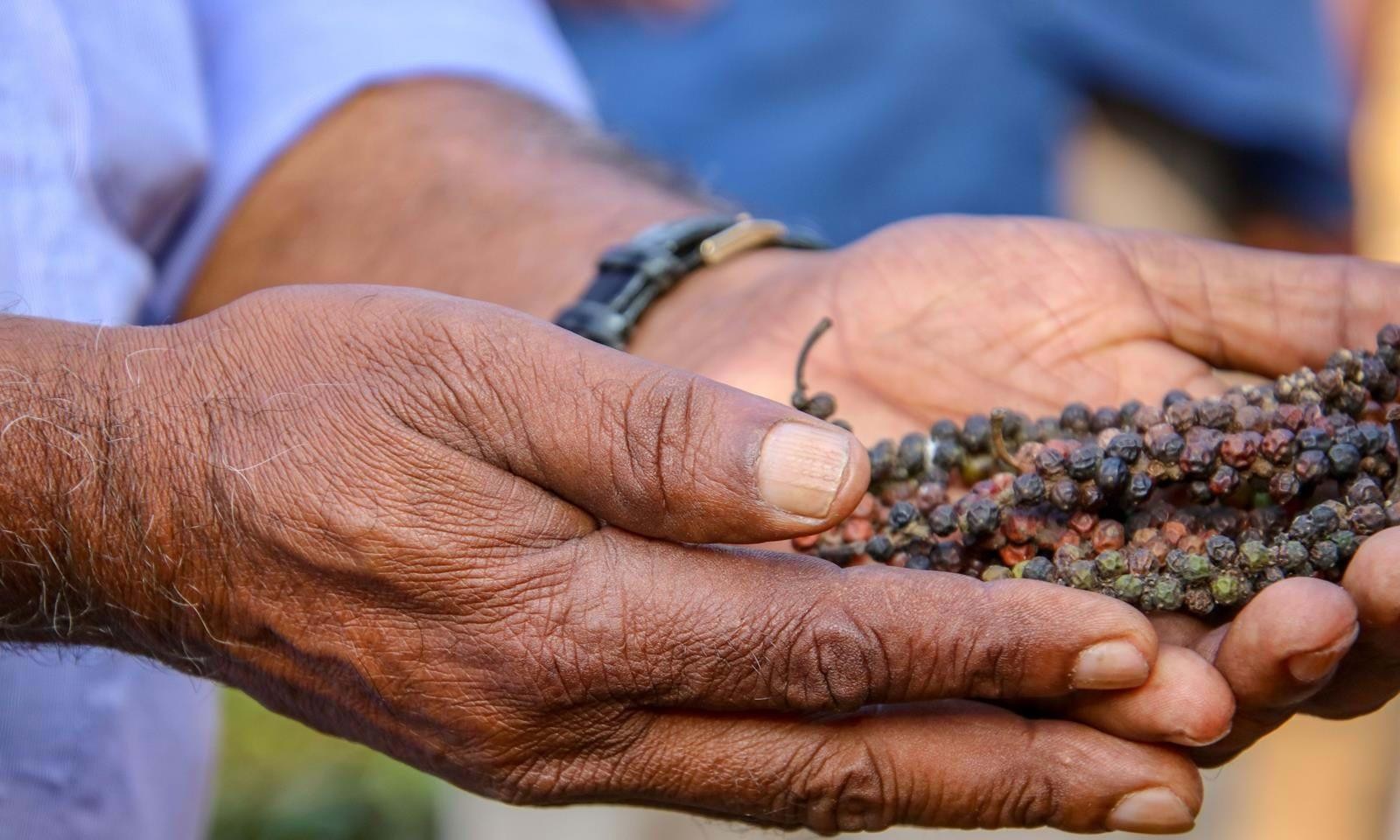 Kerala’s Spice Trail