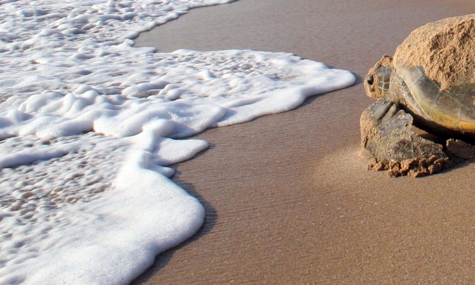 Visit The Ras al Jinz Turtle Reserve in Oman