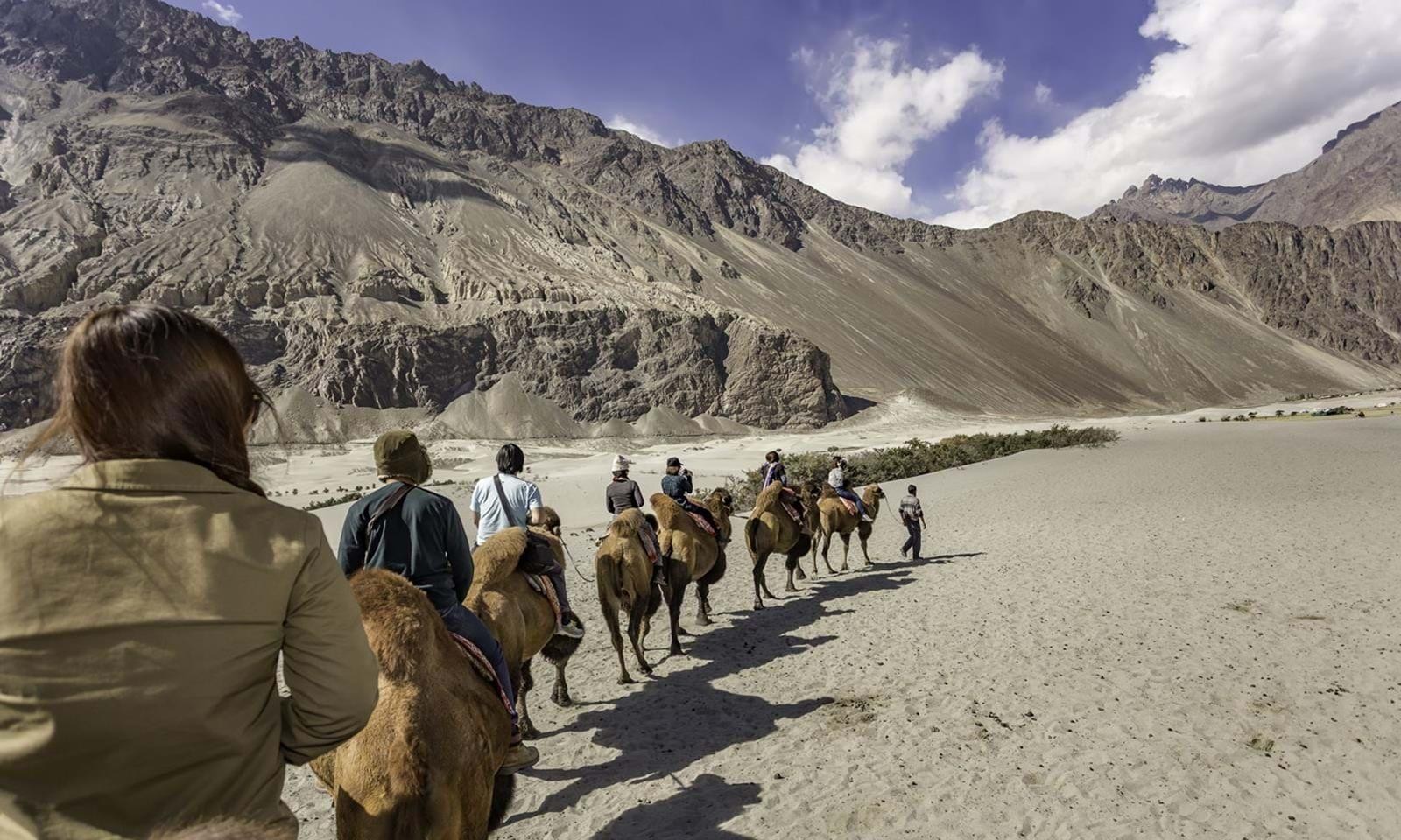 Camel Trek, Hundar