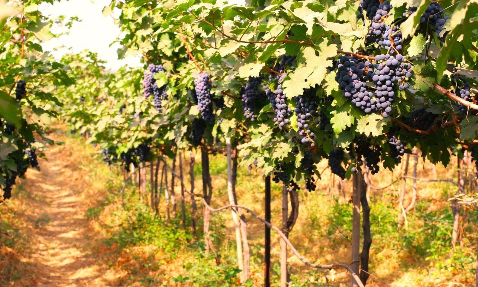 Vineyards of  Nasik
