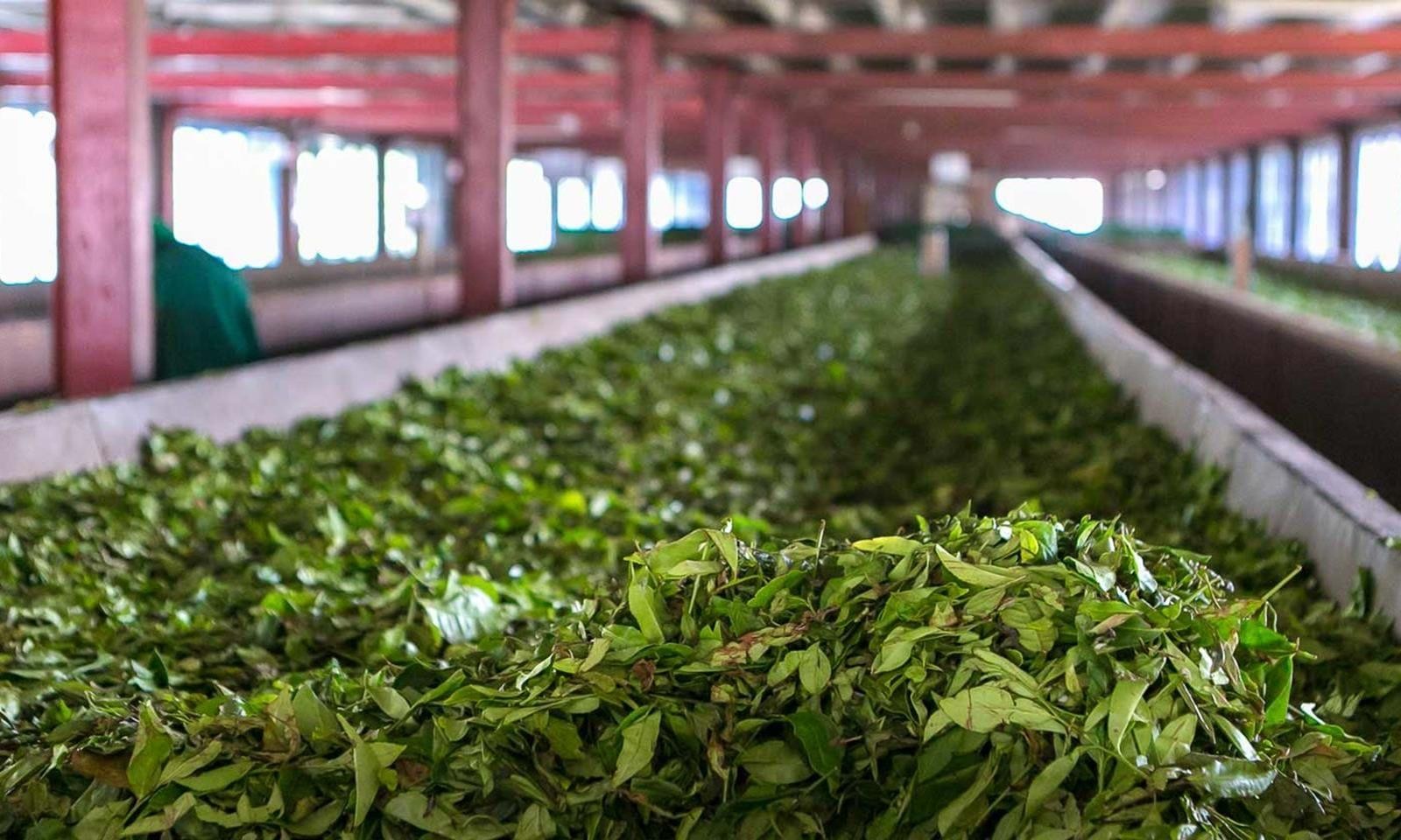 Visit a Tea Factory in Darjeeling