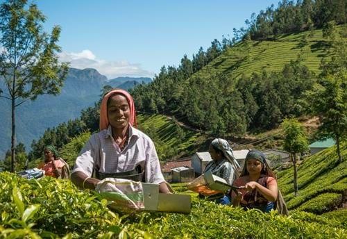 Tea Garden Visits