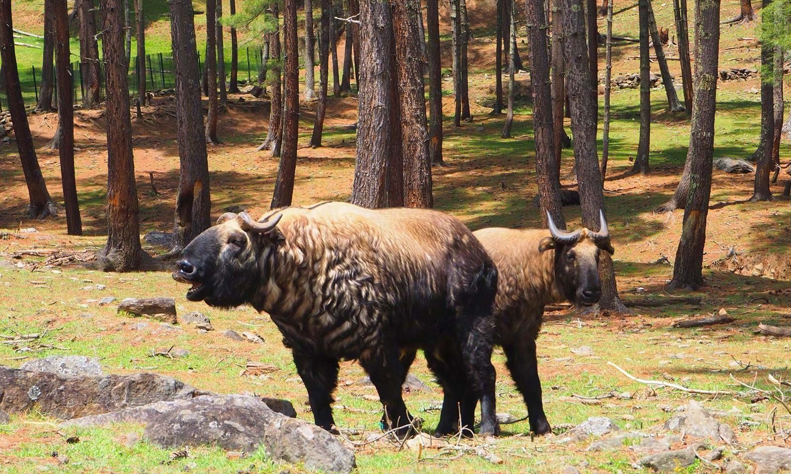 Motithang Takin Preserve
