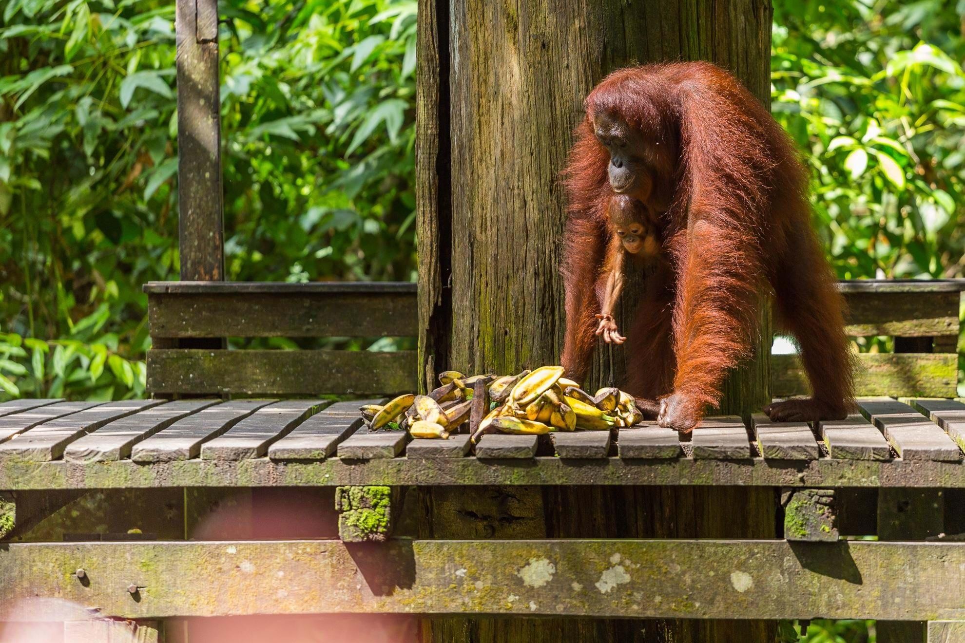 Orangutan Rehabilitation Centre at Sepilok