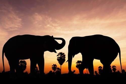 Elephant Valley Project