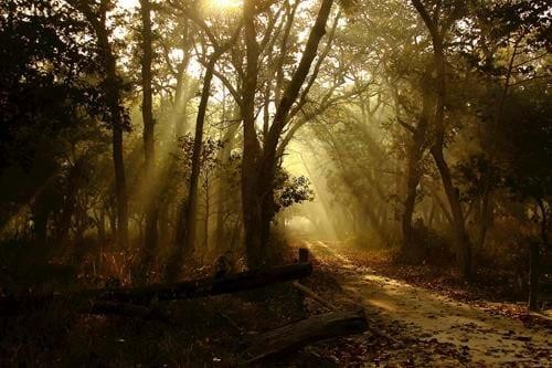 Dudhwa National Park, Uttar Pradesh