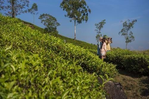 Sri Lankan Tea Estate Tour