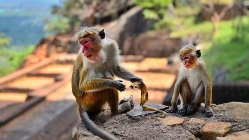 Monkey spotting in Polonnaruwa