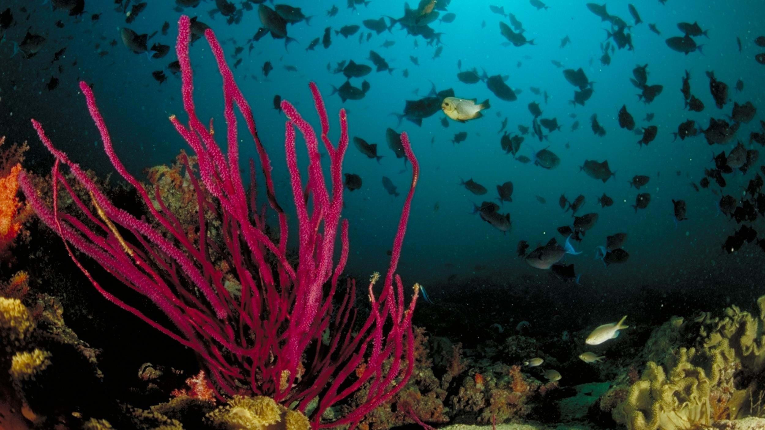 Diving and Snorkelling