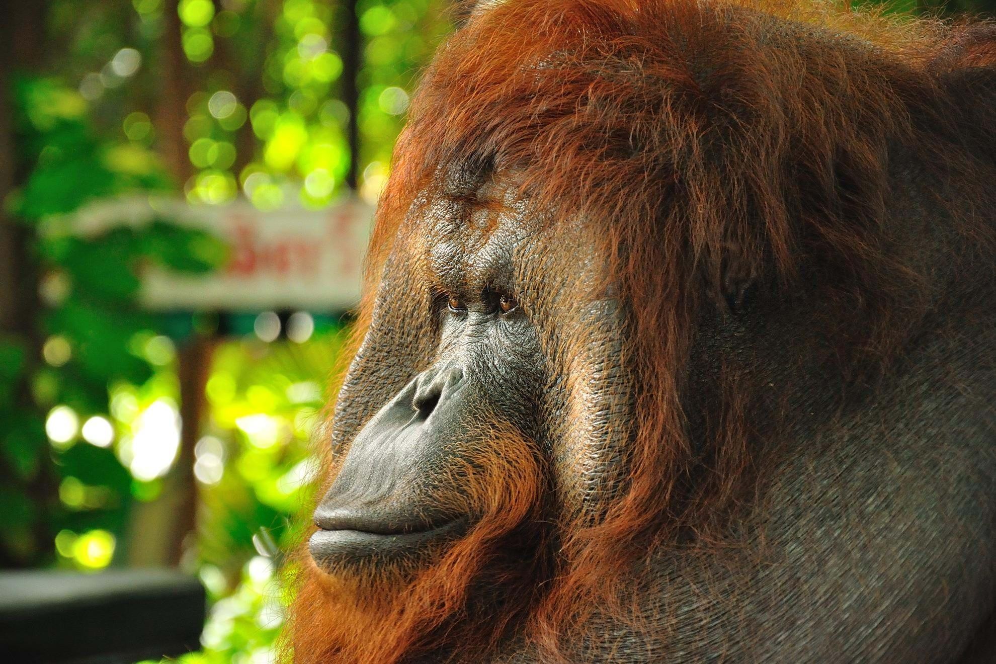 Sumatra