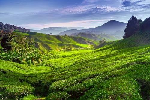 Cameron Highlands