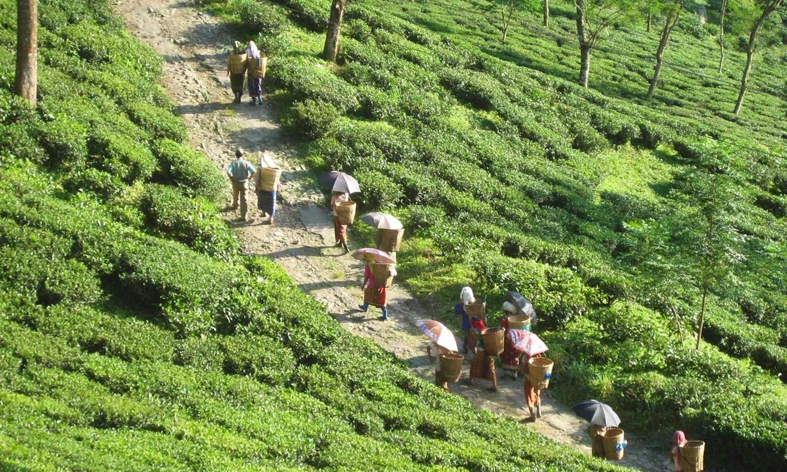 Darjeeling Plantation Walks