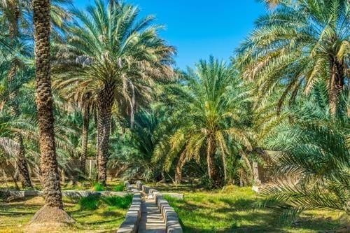 Al Ain Oasis