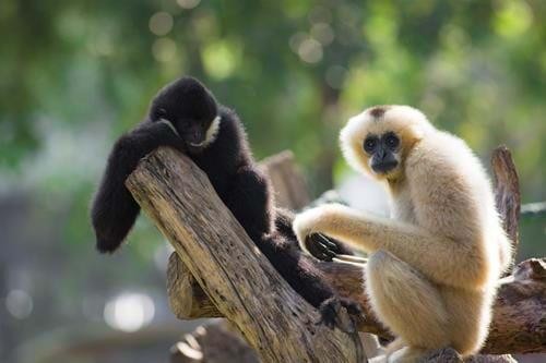 The Gibbon Experience, Bokeo Nature Reserve