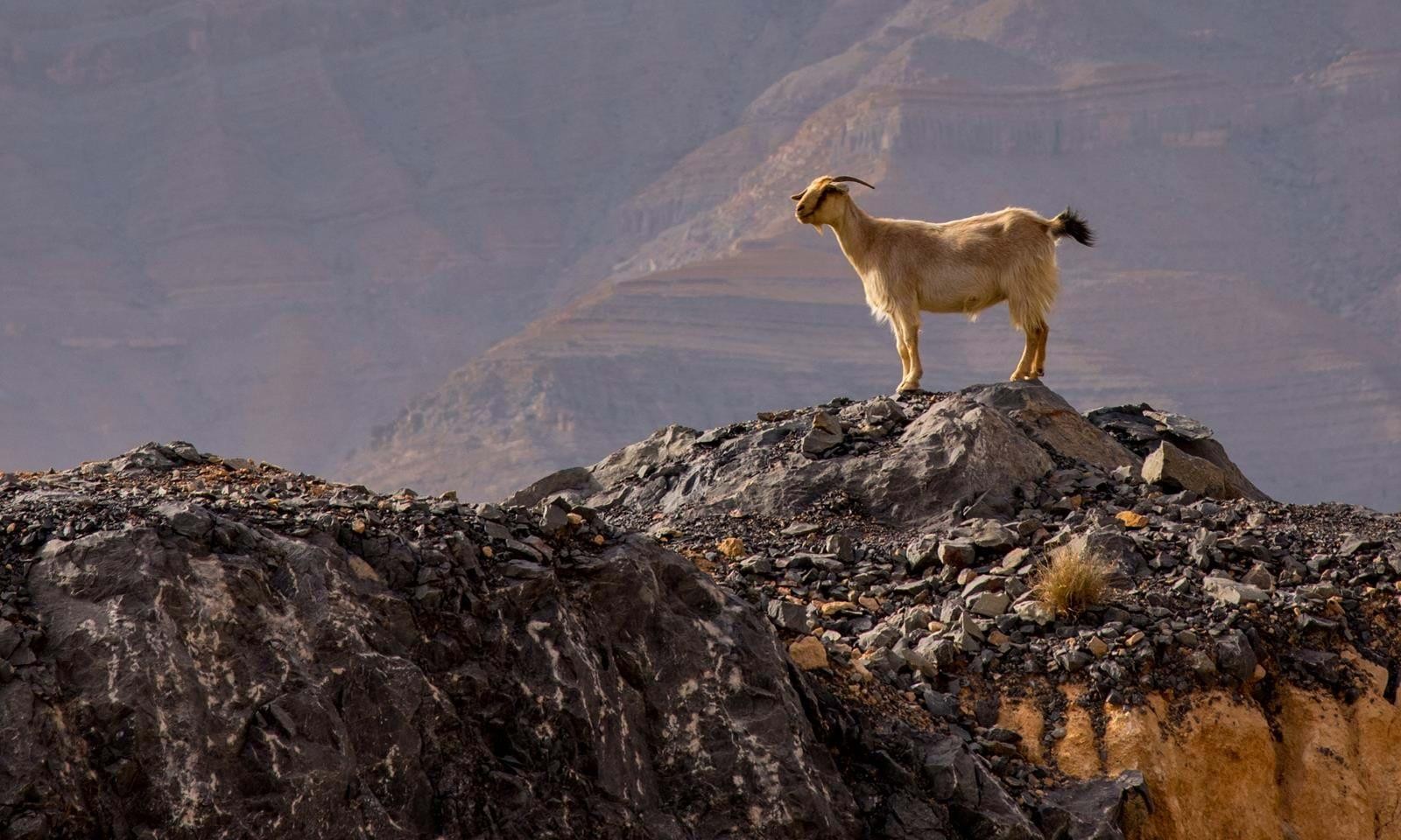 Ras Al Khaimah
