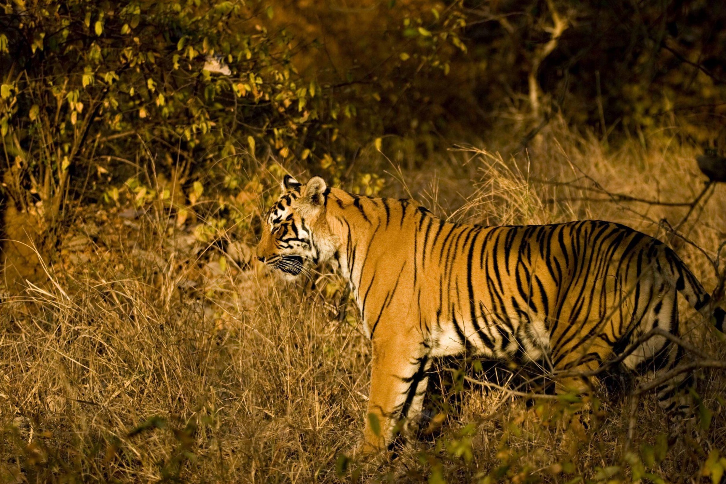Land of Tigers