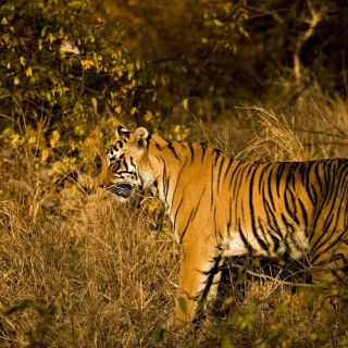 Land of Tigers