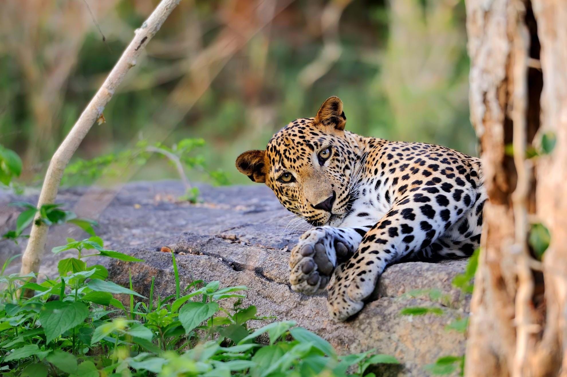 In Search of Sri Lanka's Big Five