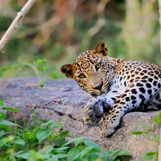 In Search of Sri Lanka's Big Five