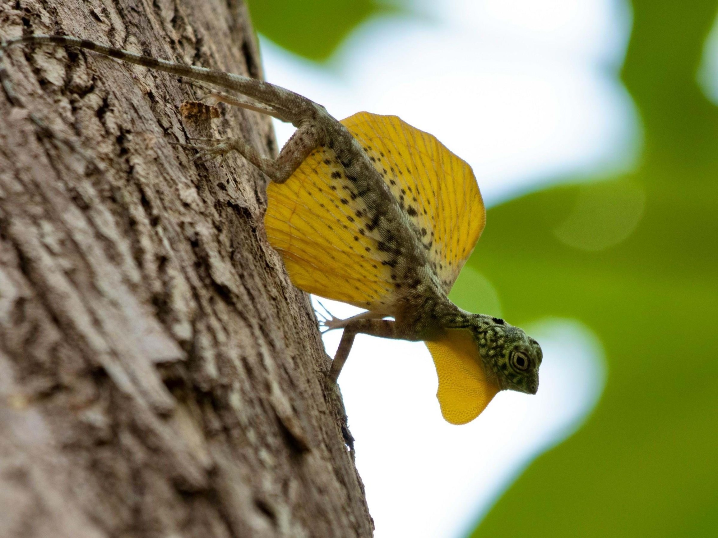 Wild Indonesia