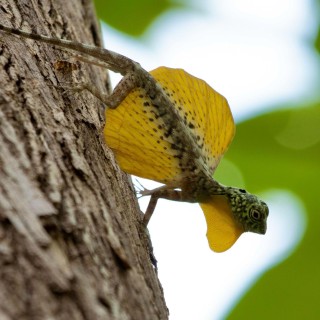 Wild Indonesia