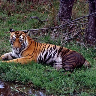 Wildlife of Nepal