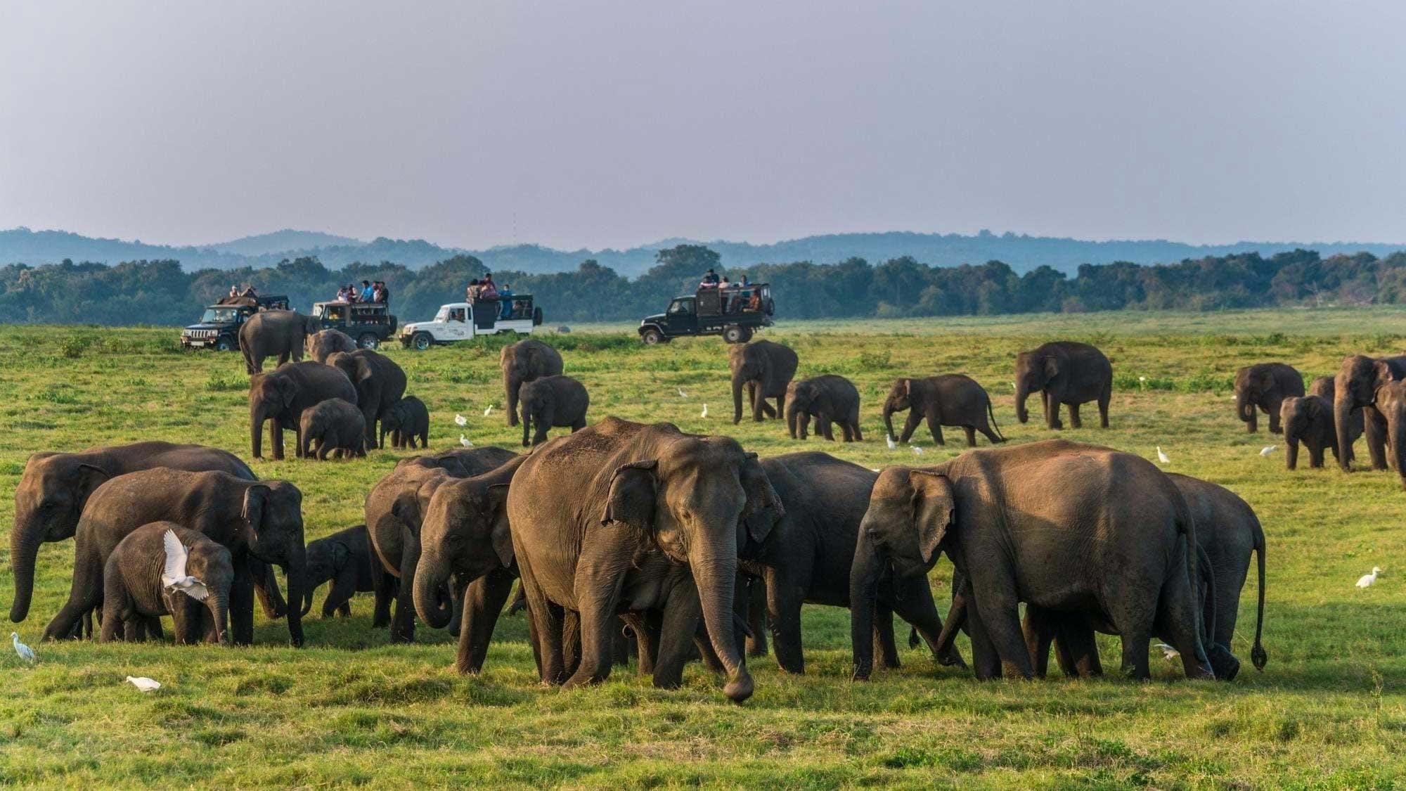 A Sri Lanka Wildlife Holiday