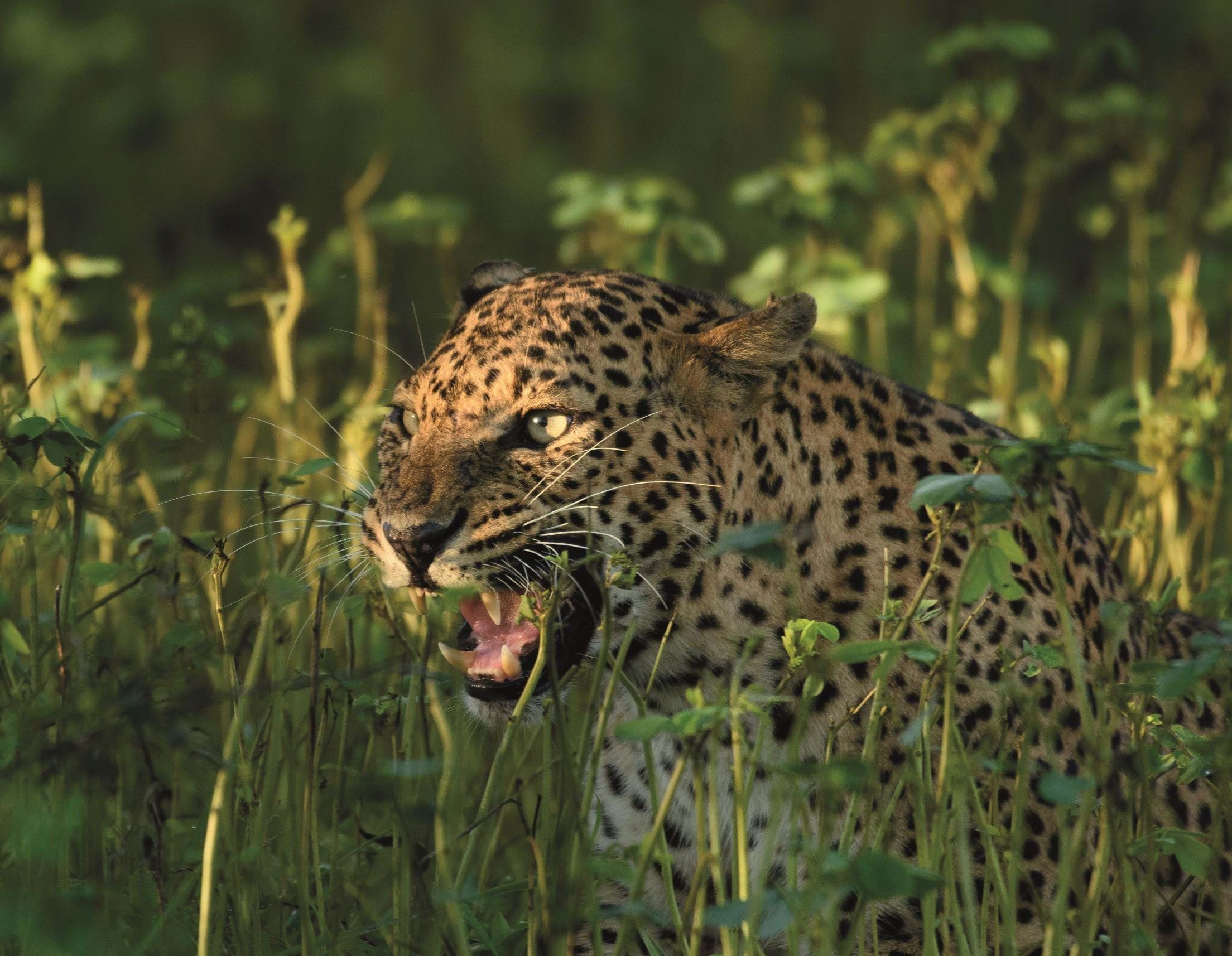 Wildlife of Sri Lanka 