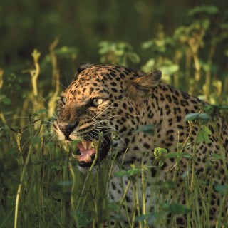 Wildlife of Sri Lanka