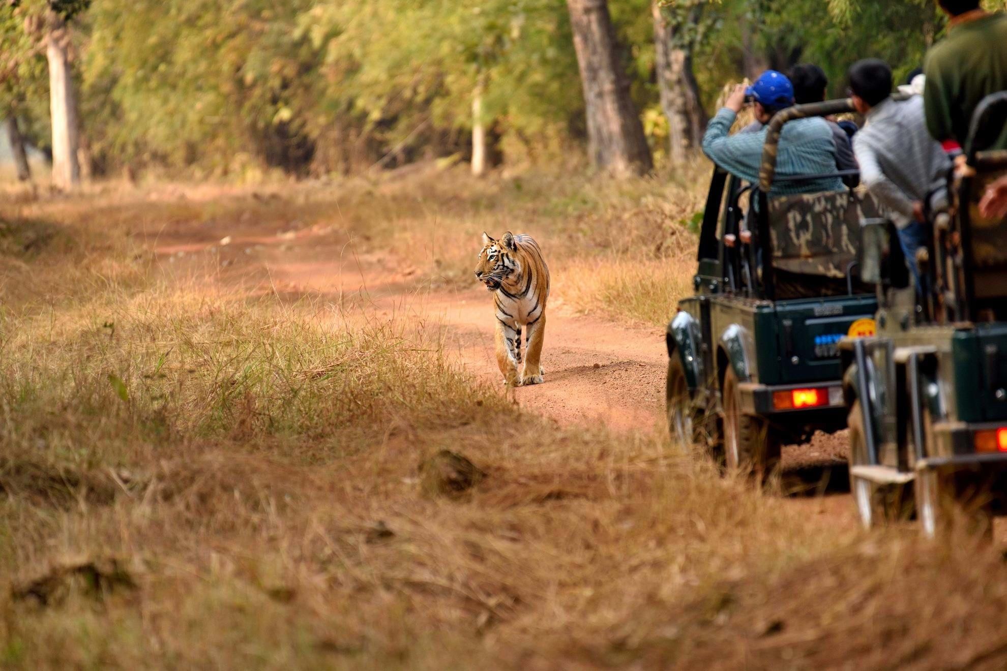 Golden Triangle and Tigers