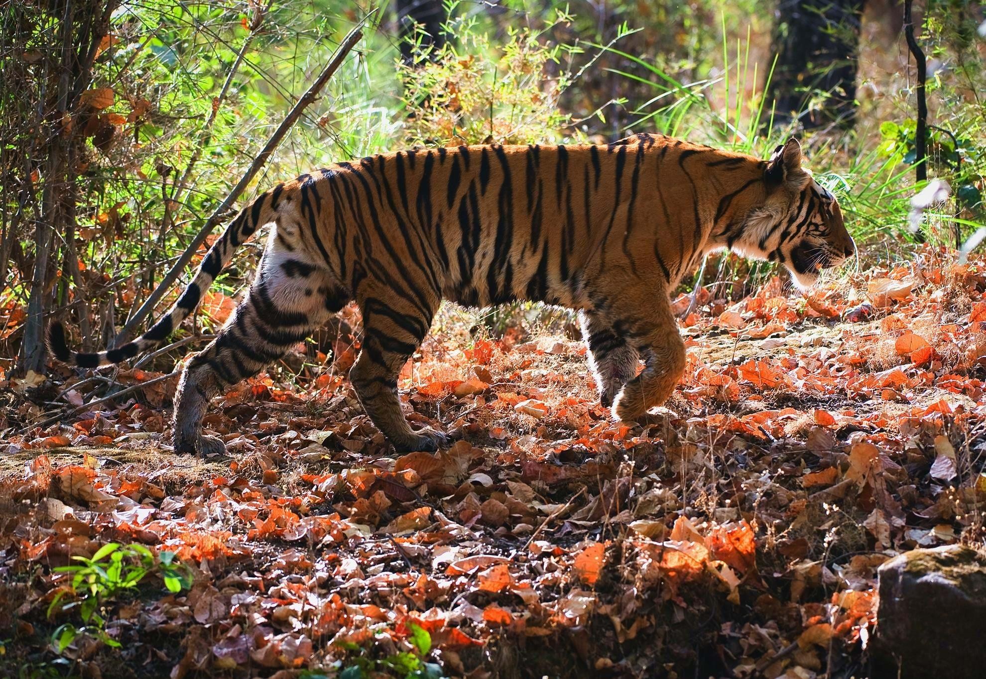 A Tiger Encounter