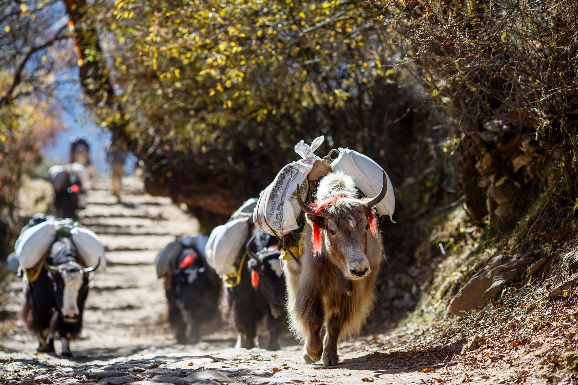 Rural Nepal