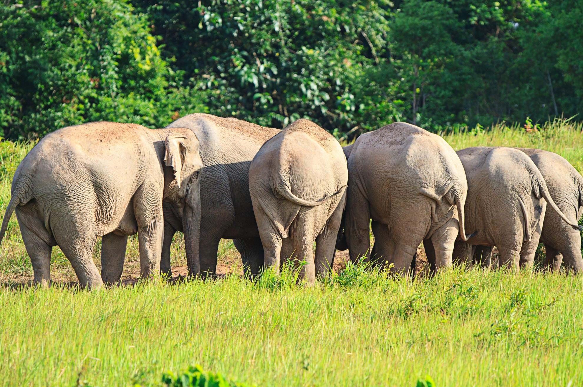 Wild Thailand