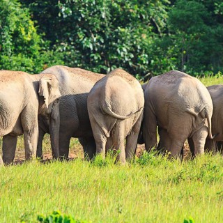 Wild Thailand