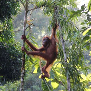 Borneo Family Adventure
