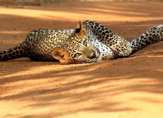 Yala National Park